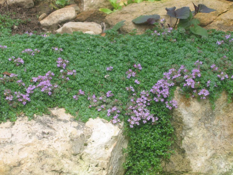 Тимьян ползучий "Мэйджик карпет