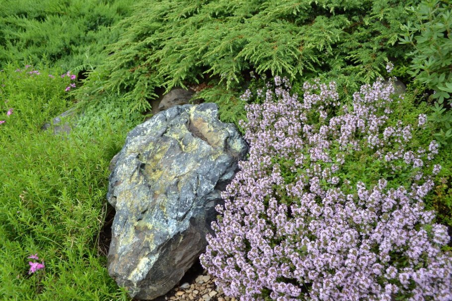 Тимьян ползучий газон