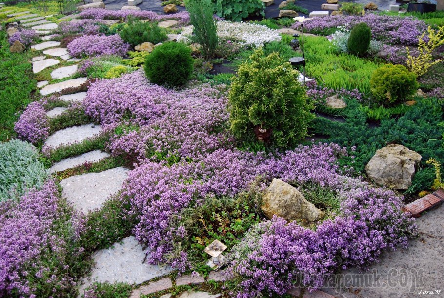 Живучка ползучая Атропурпуреа