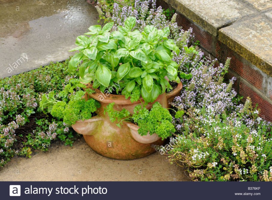 Почвопокровные многолетники живучка