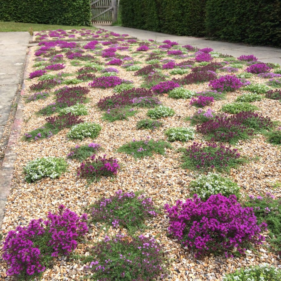 Тимьян ползучий (Thymus serpyllum 'Magic Carpet')