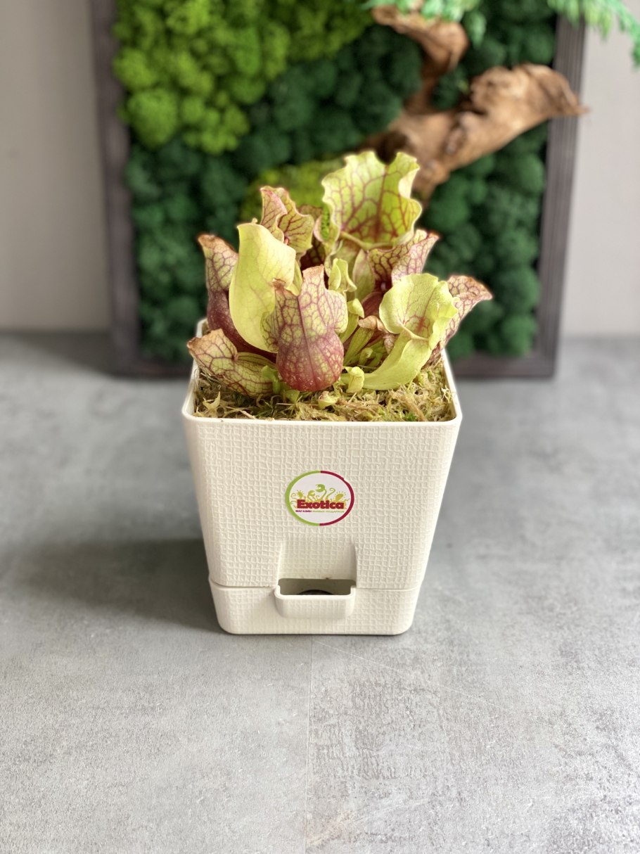 Саррацения марун