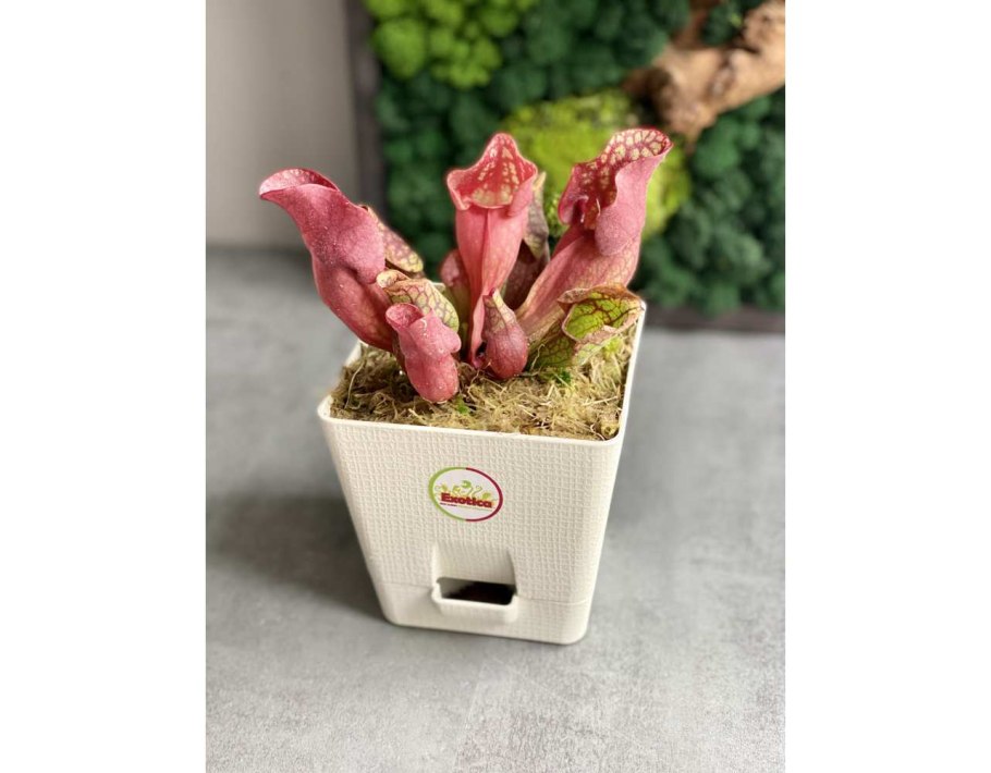 Саррацения пситтацина