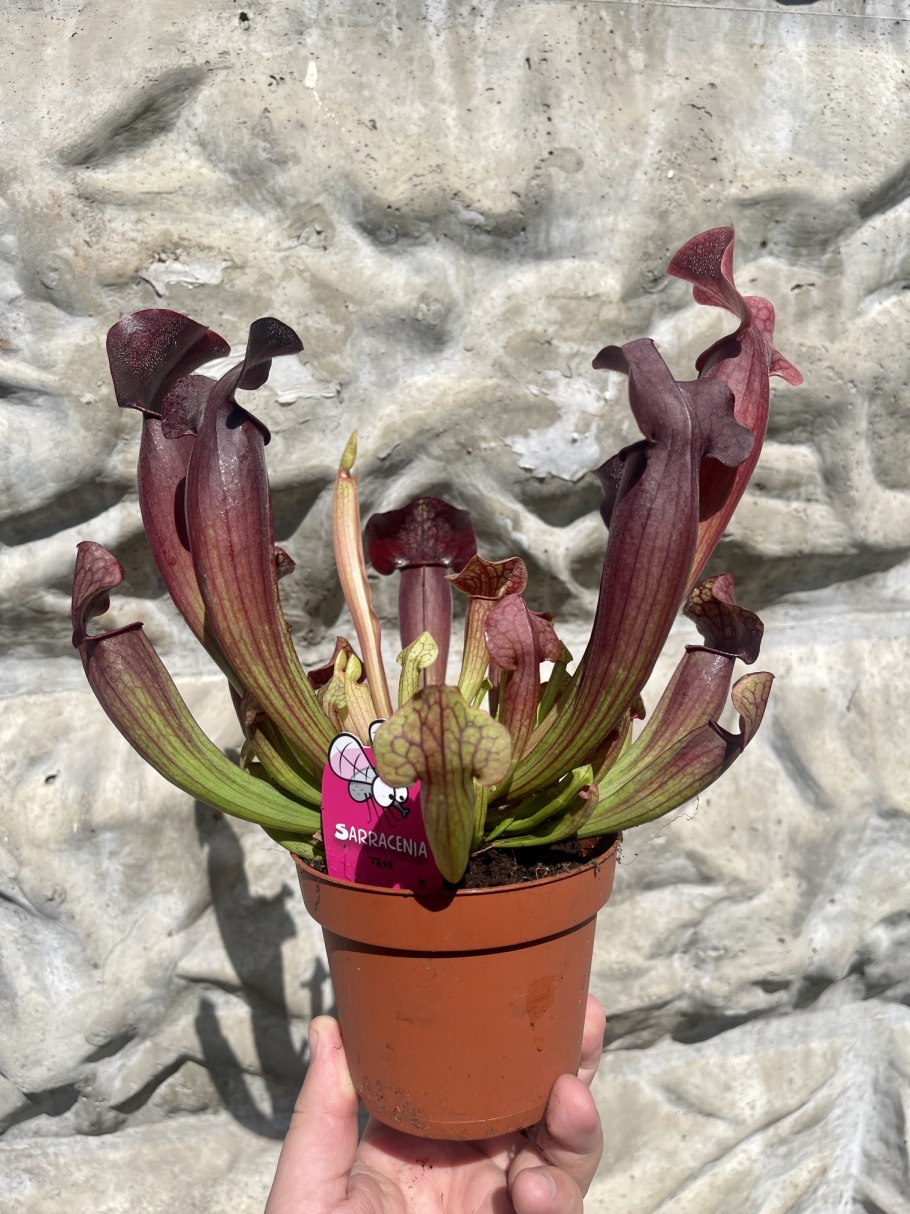 Exotica магазин хищных растений