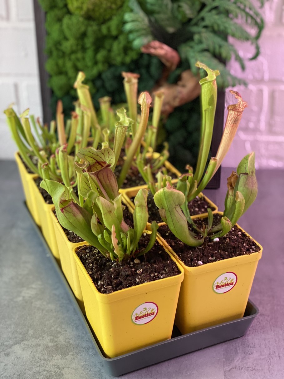 Холонкоя цветок