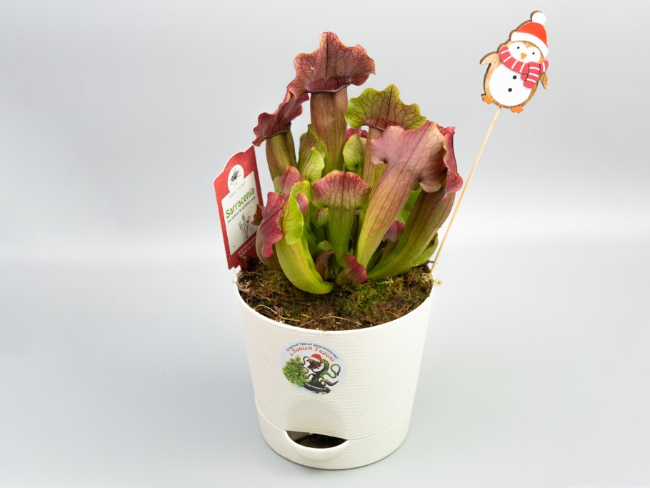 Саррацения пурпурная на рабочий стол