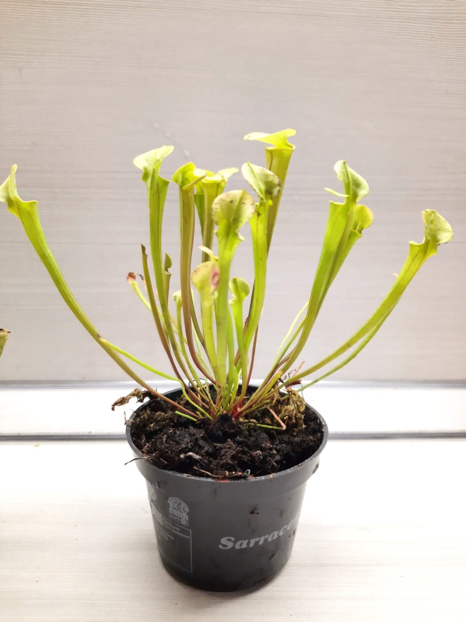 Саррацения Монтана фото