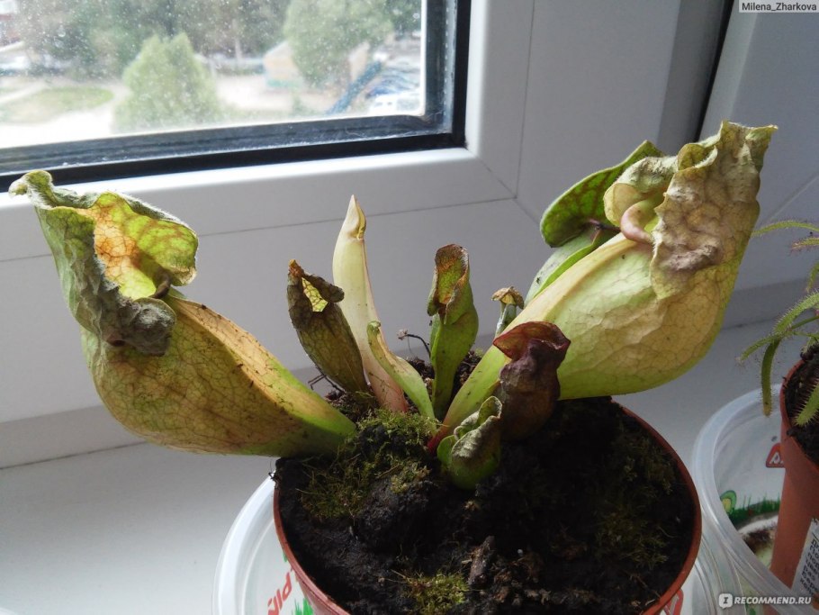 Саррацения Веноза красная