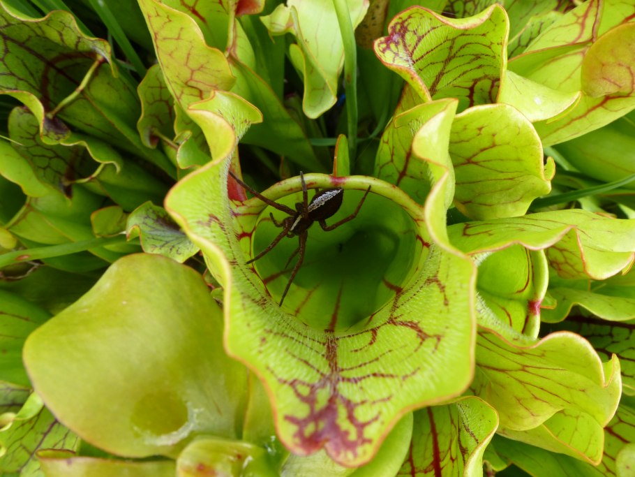 Sarracenia purpurea гомеопатия