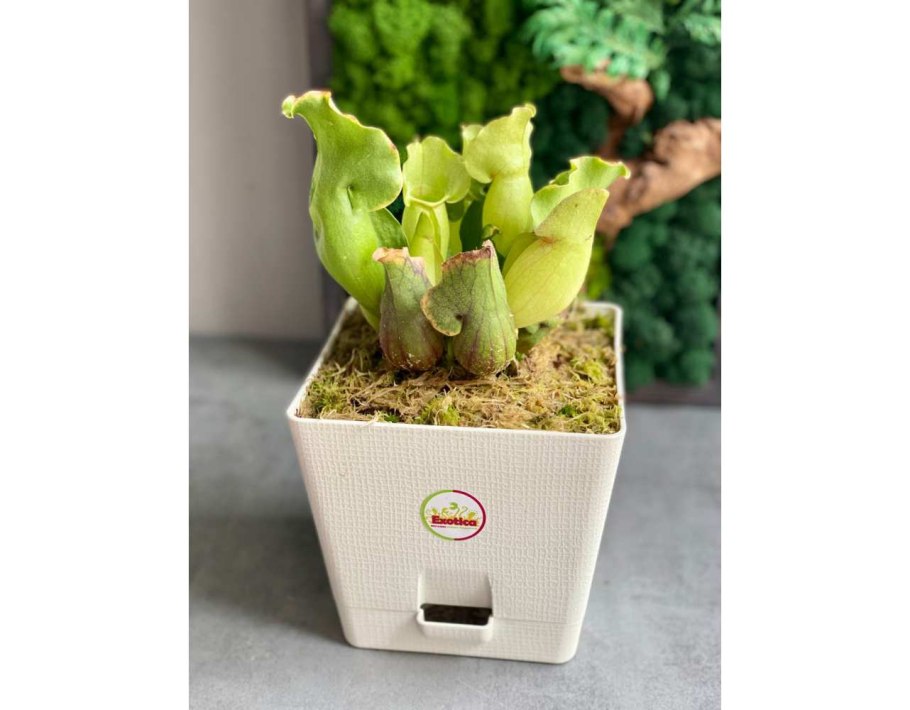 Саррацения дарлингтония