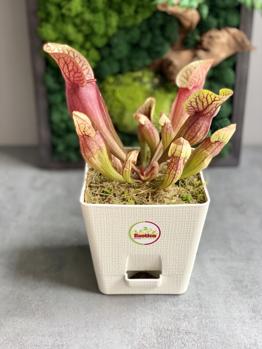 Саррацения Фиона