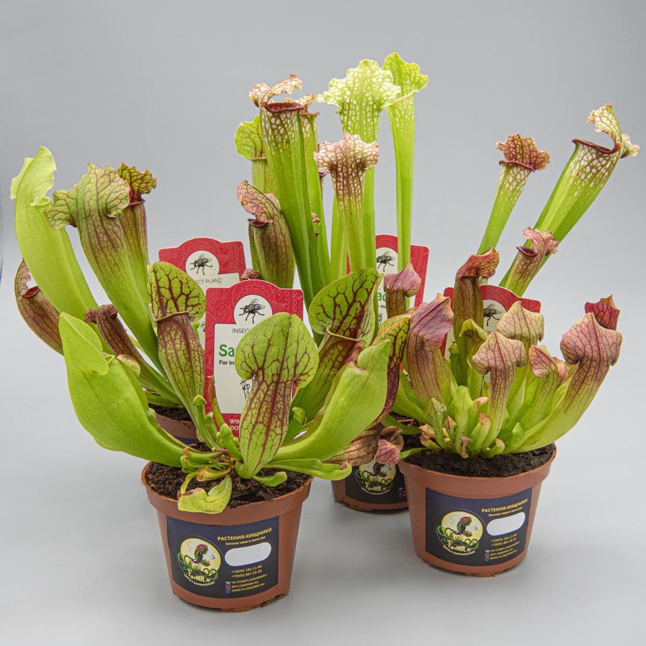 Sarracenia purpurea гомеопатия