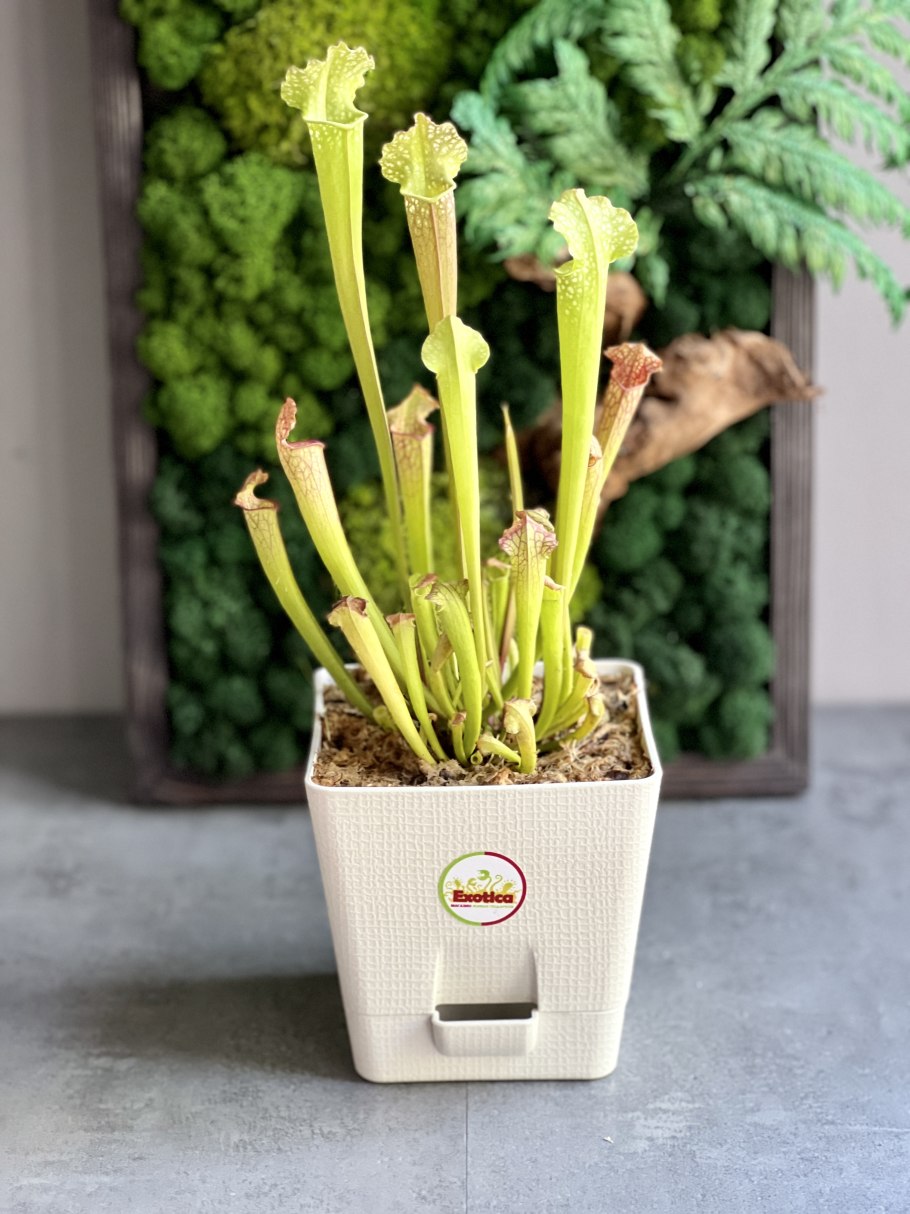 Саррацения пситтацина