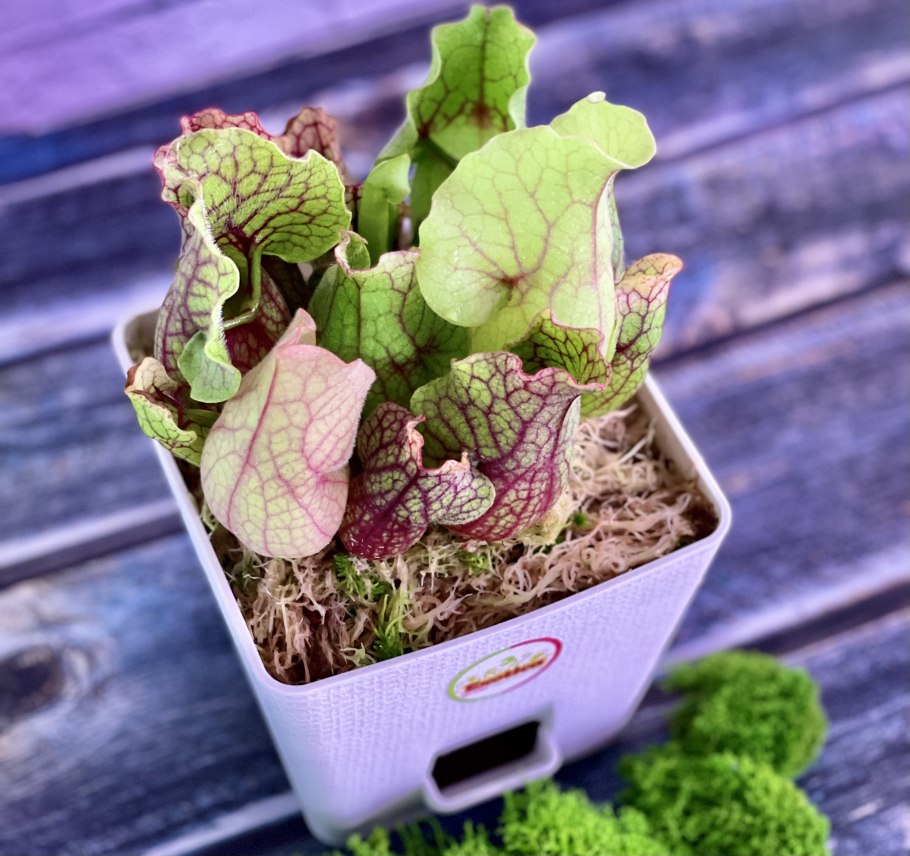 Дарлингтония Калифорнийская в горшке