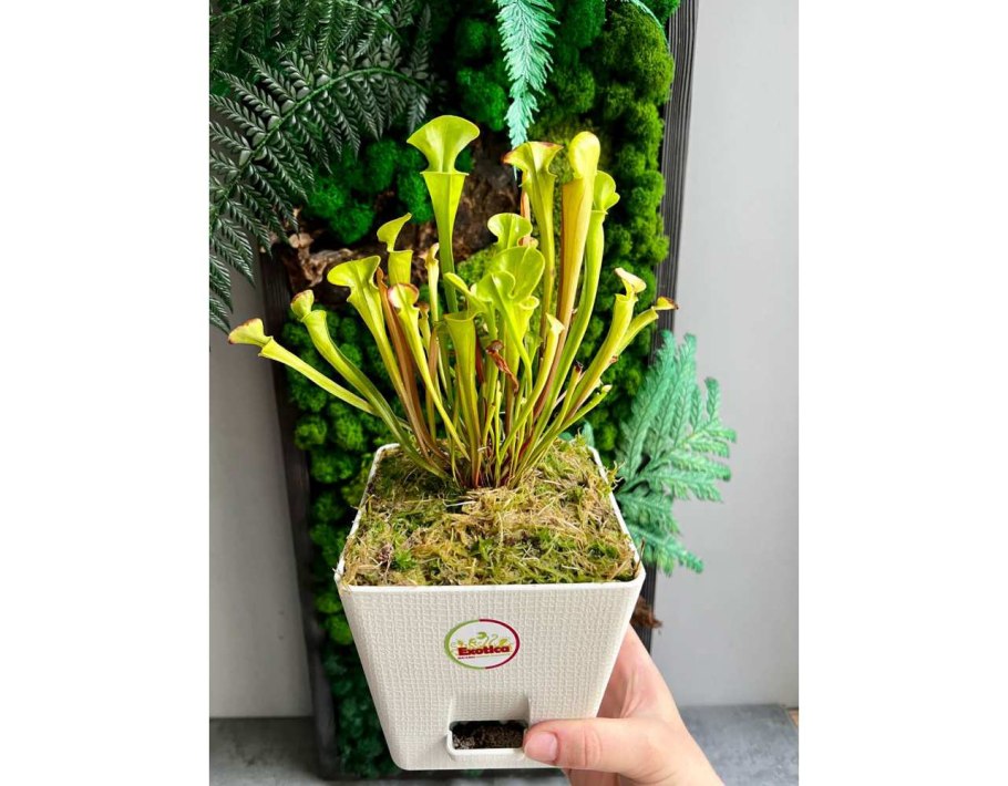 Саррацения Фарнхами