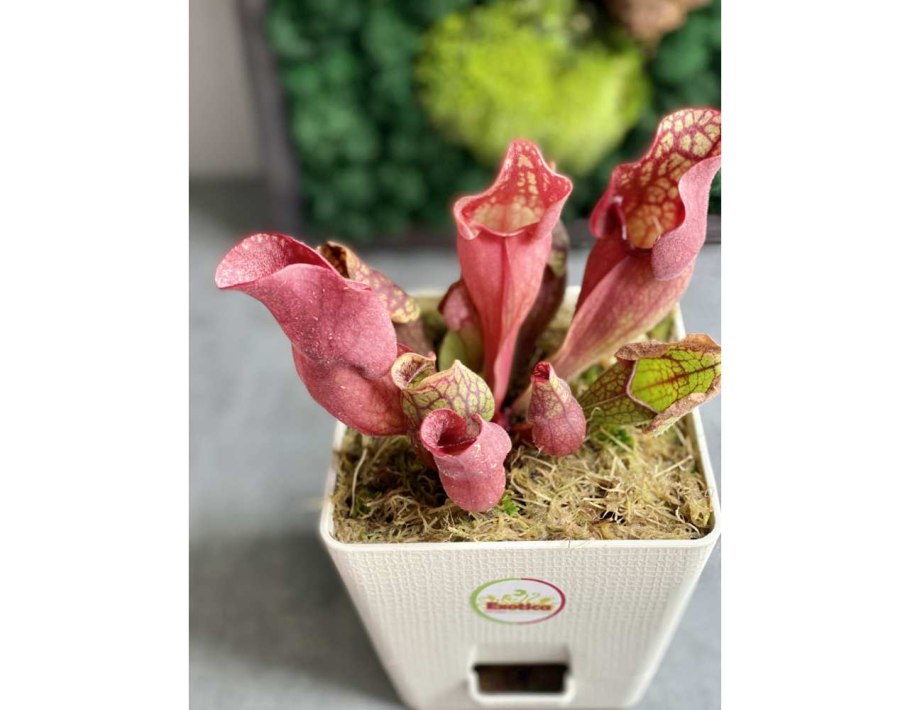 Саррацения купить СПБ