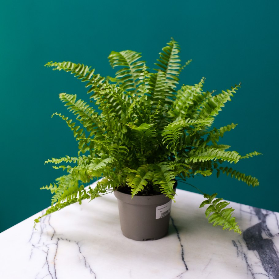 Нефролепис Глориоза