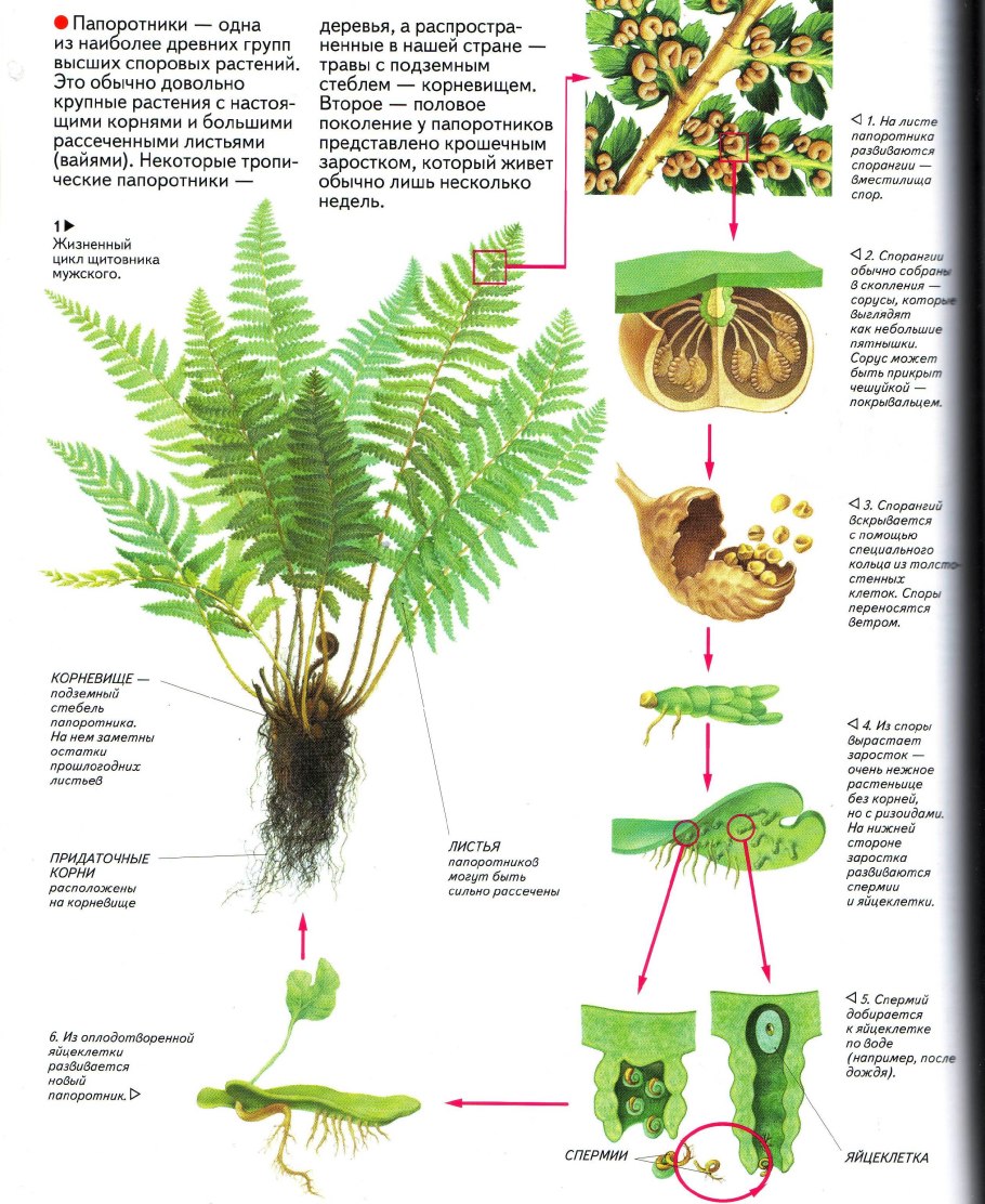 Нефролепис Spiral Leaf