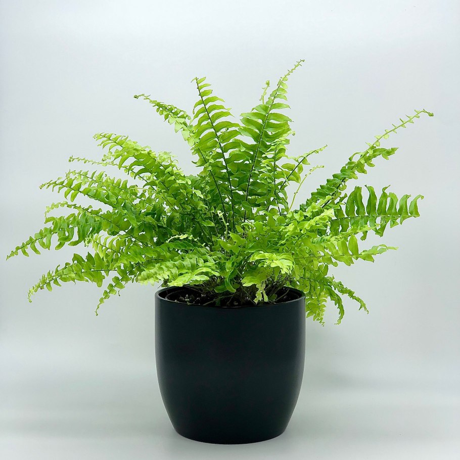 Нефролепис exaltata Emina