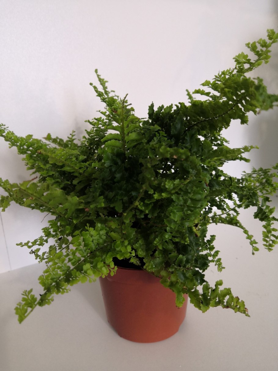 Папоротник с детками на листьях