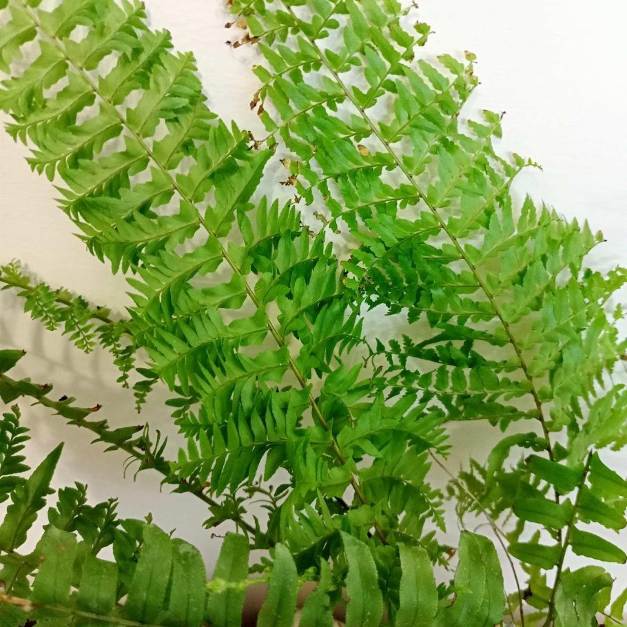 Нефролепис Вероника