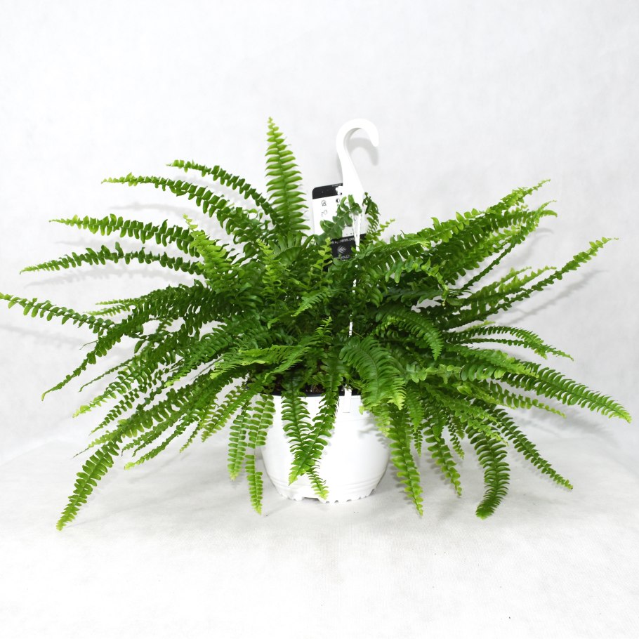 Nephrolepis biserrata 'giant Leaf фото