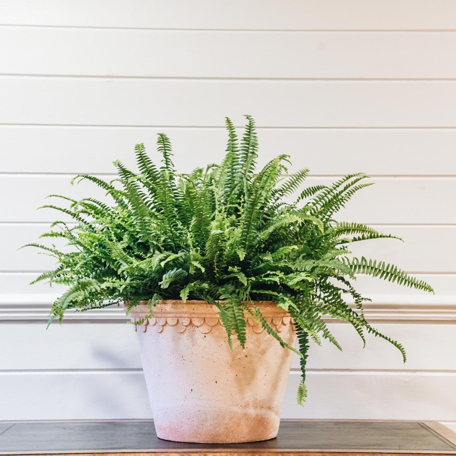 Нефролепис возвышенный