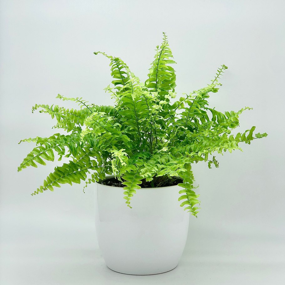 Нефролепис Грин момент