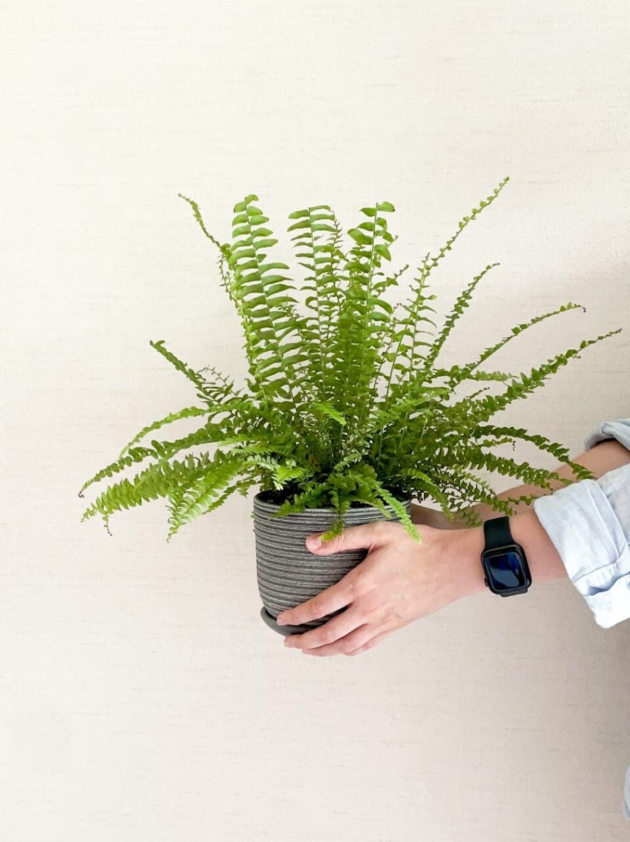 Нефролепис монтана