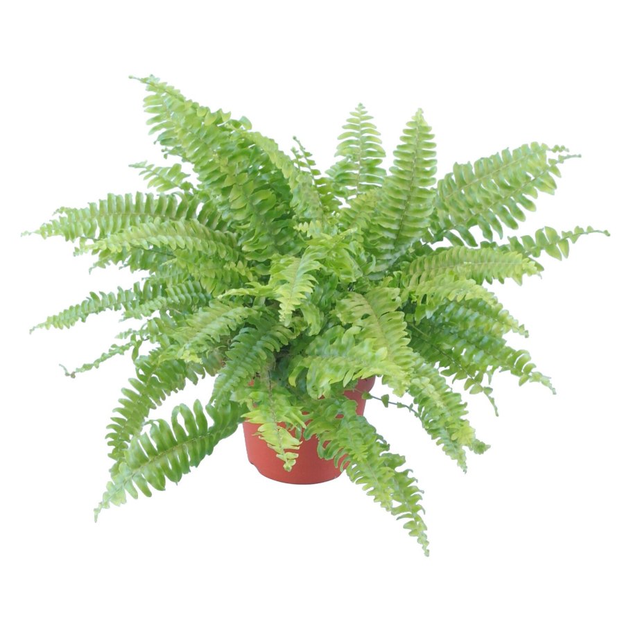 Нефролепис грин леди