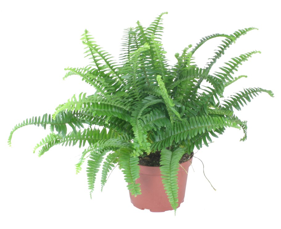 Как спасти папоротник комнатный от засыхания