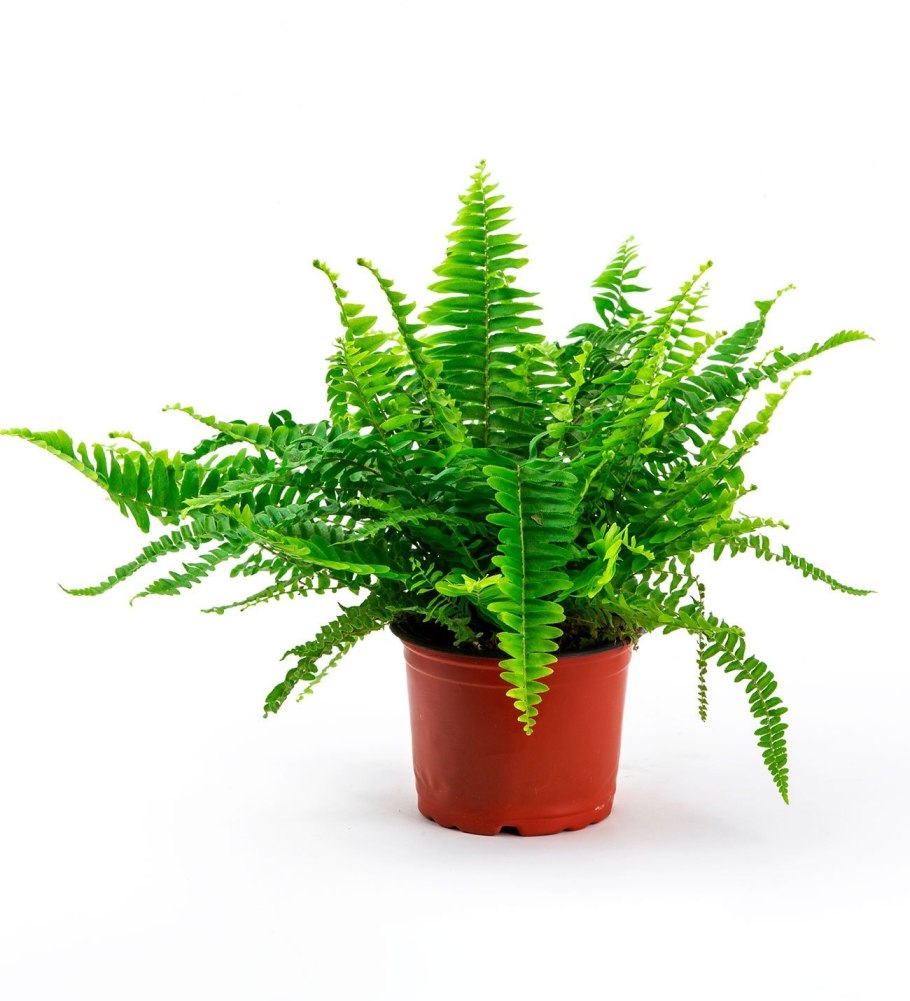 Нефролепис грин леди (см)