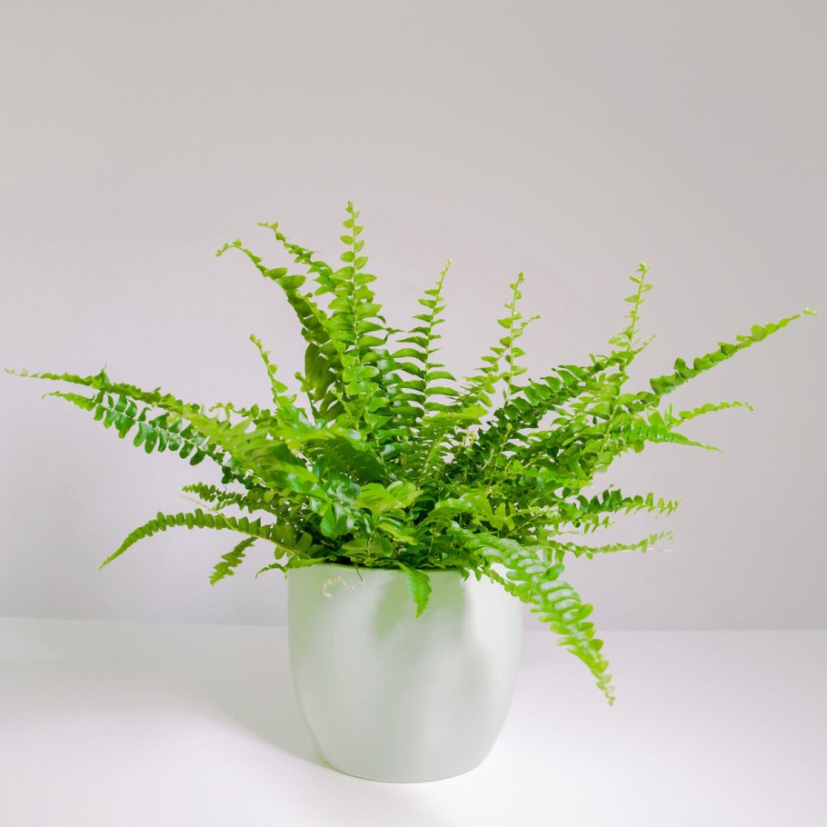 Paproć картинки