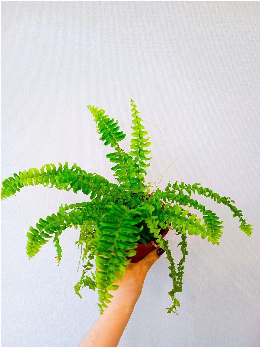 Отдел Папоротниковидные строение растения