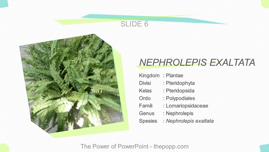 Нефролепис папоротник лес