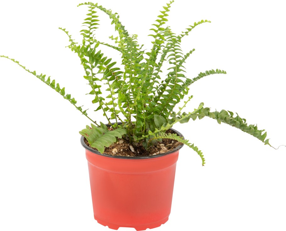 Нефролепис Jester