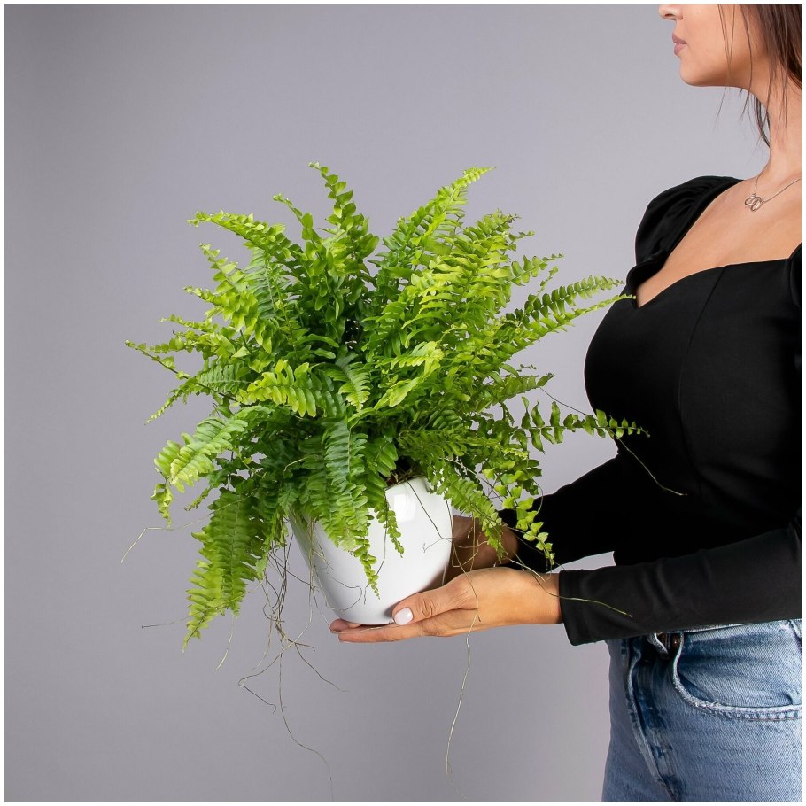 Нефролепис бостон