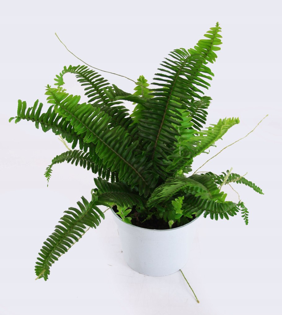 Нефролепис Баттерфляй