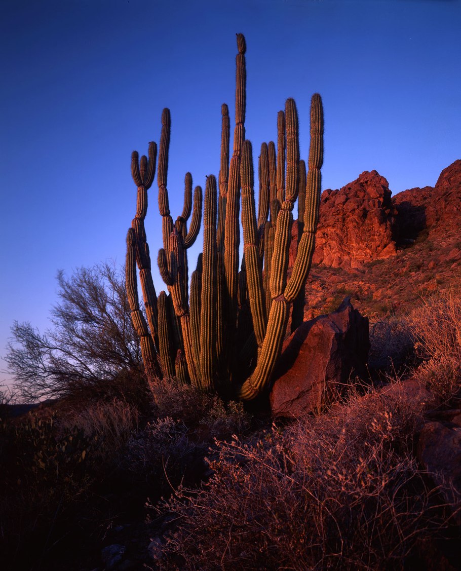 Мексика пустыня кактусы