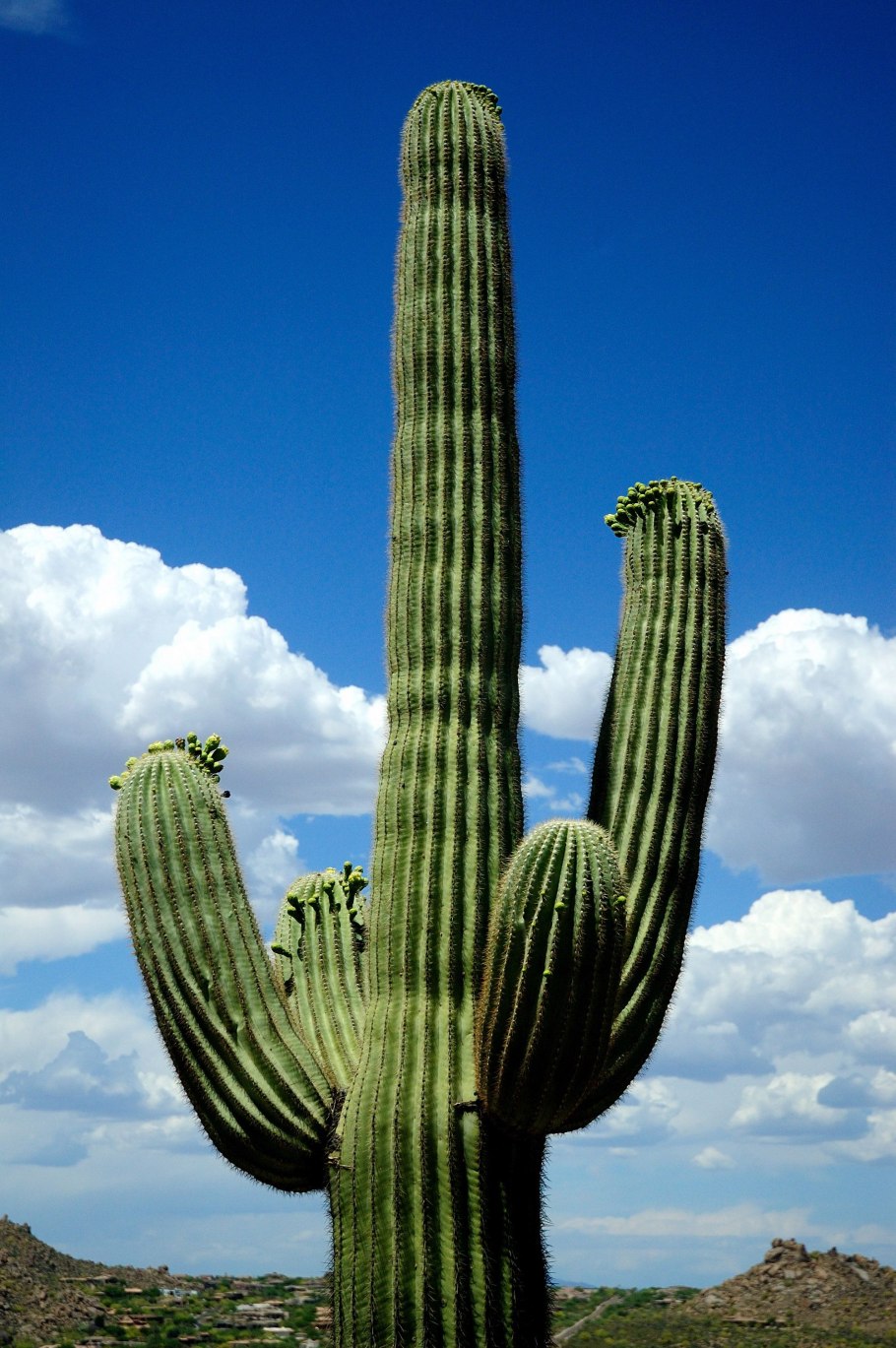 Кактус Иван