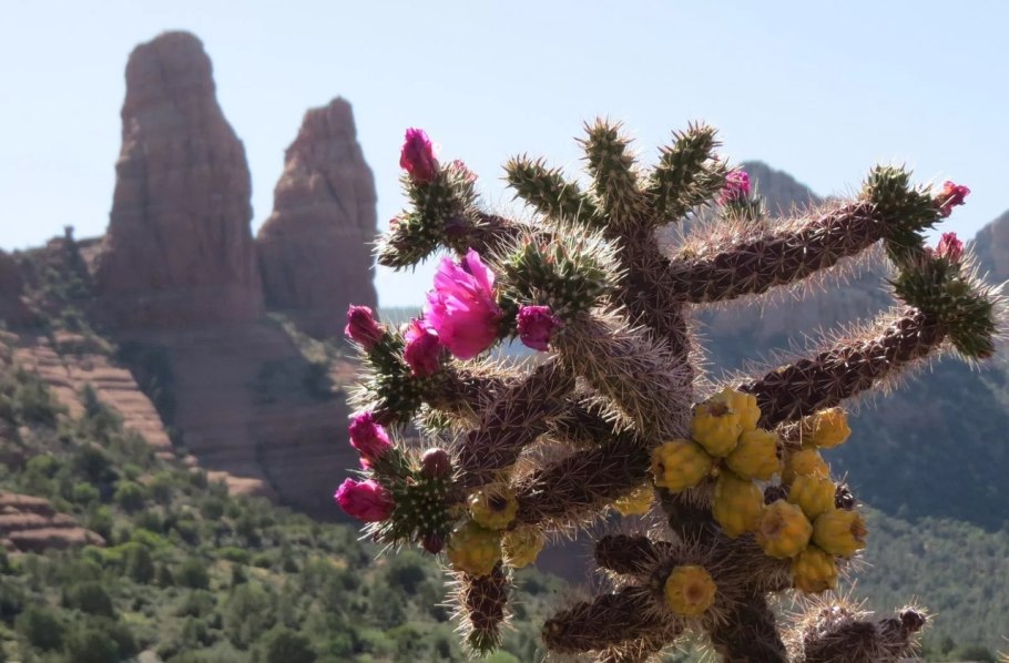 Кактус Аккермана