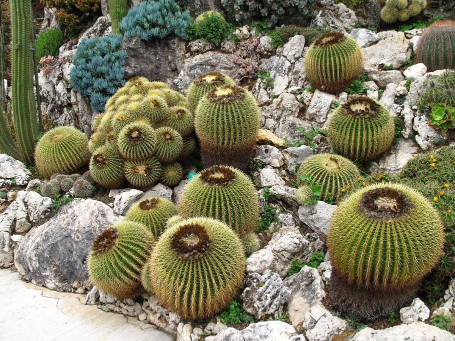 Эхинокактус grusonii