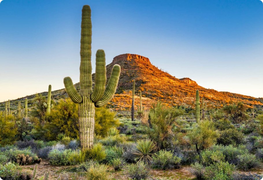 Тропик Аризона