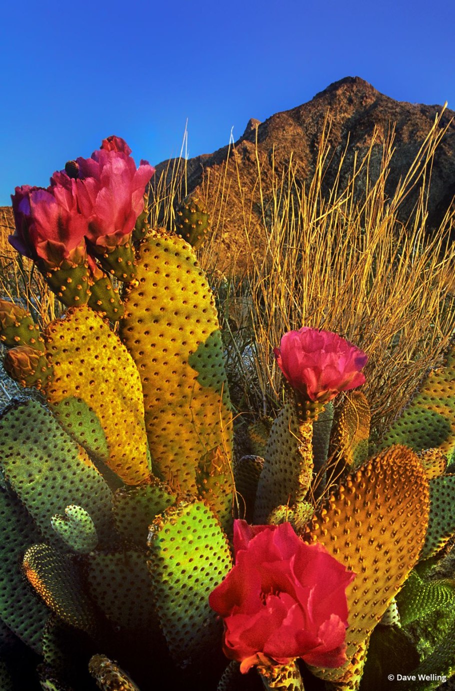 Кактус опунция Мехико