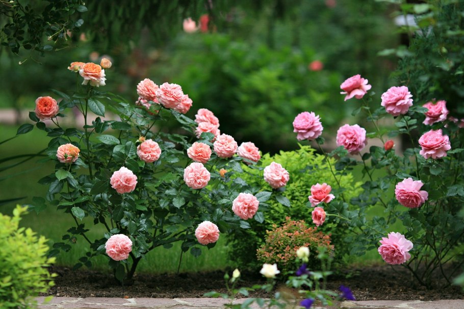 Роза Парковая Чиппендейл