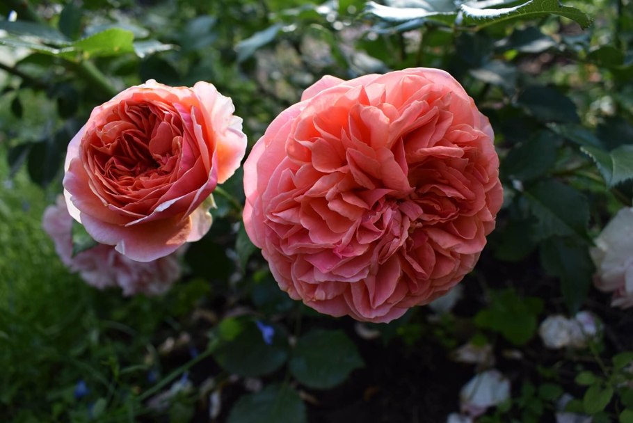 Роза Парковая Чиппендейл