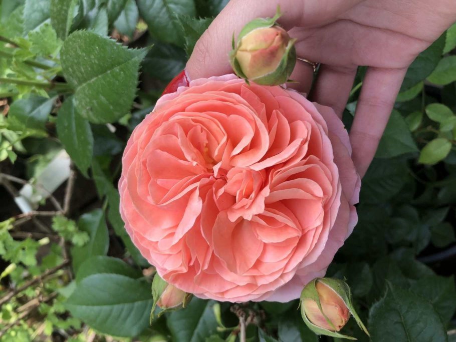 Роза Парковая Чиппендейл