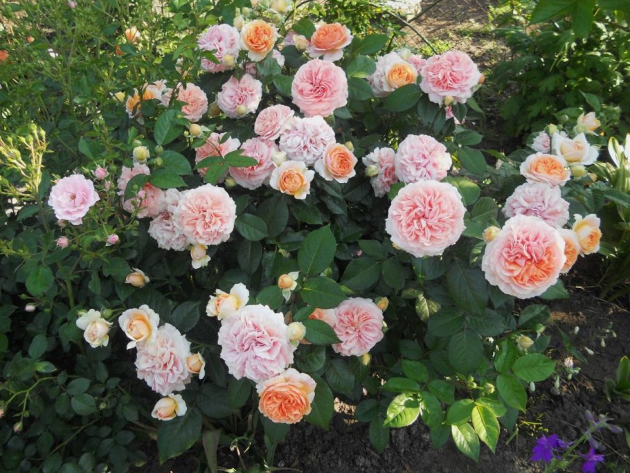 Роза Чиппендейл Chippendale