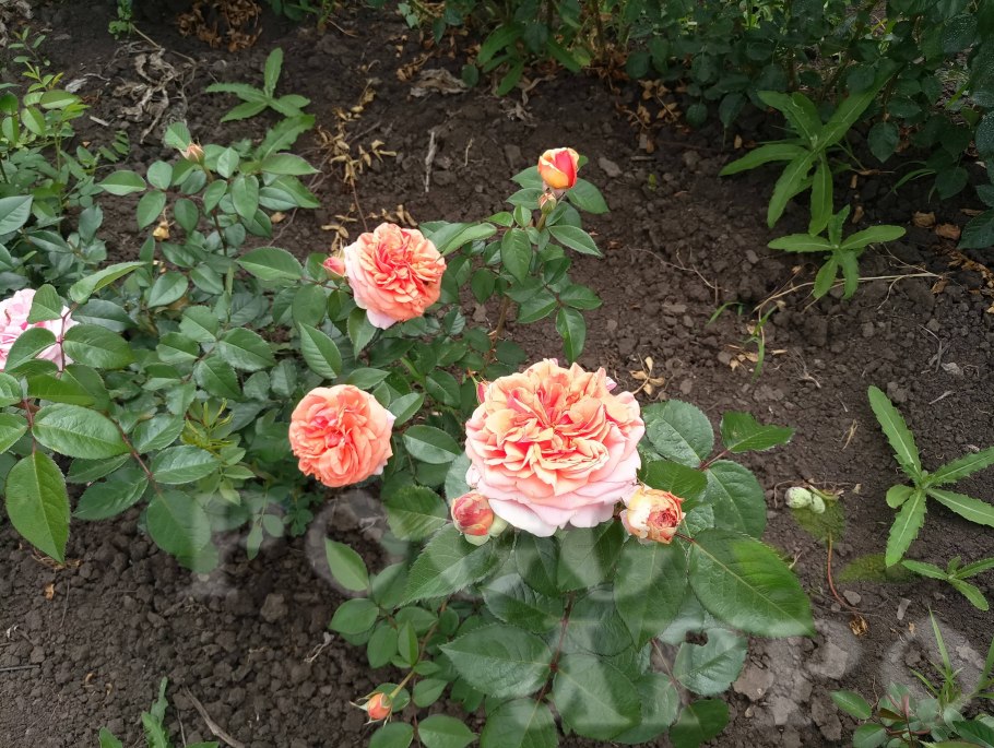 Роза шраб Чиппендейл