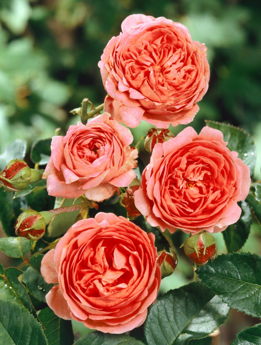 Сорт розы Чиппендейл